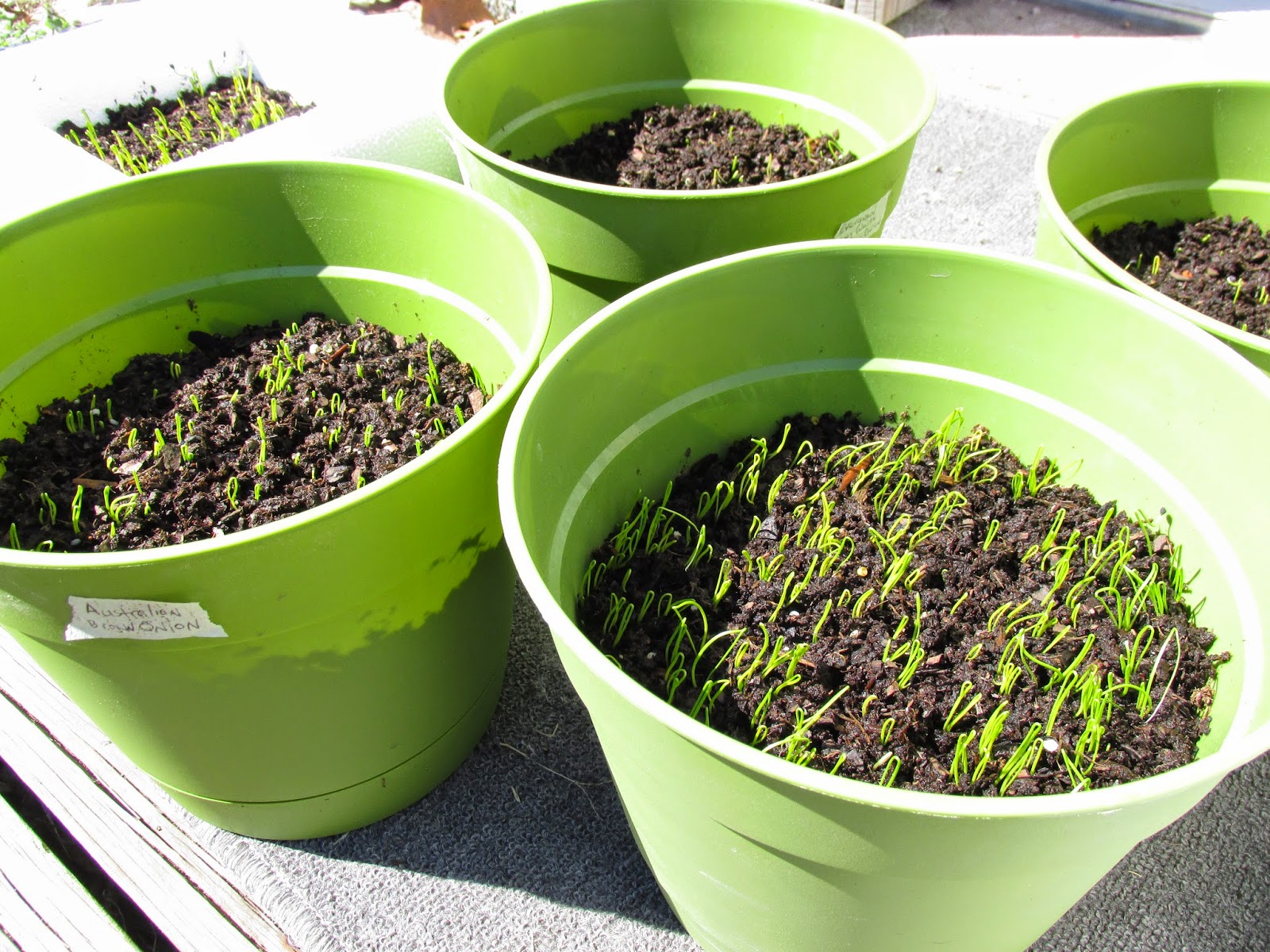 Kentucky Fried Garden Sprouting Onions, Shallots, and Bunching Onions