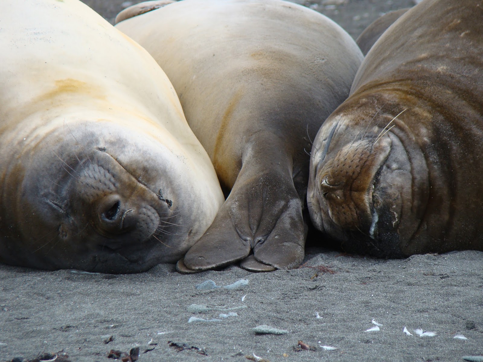 Antarctica Eyewitness Antarctic Animal Photography & Videos Antarctica Eyewitness Antarctic Animal Photography & Videos