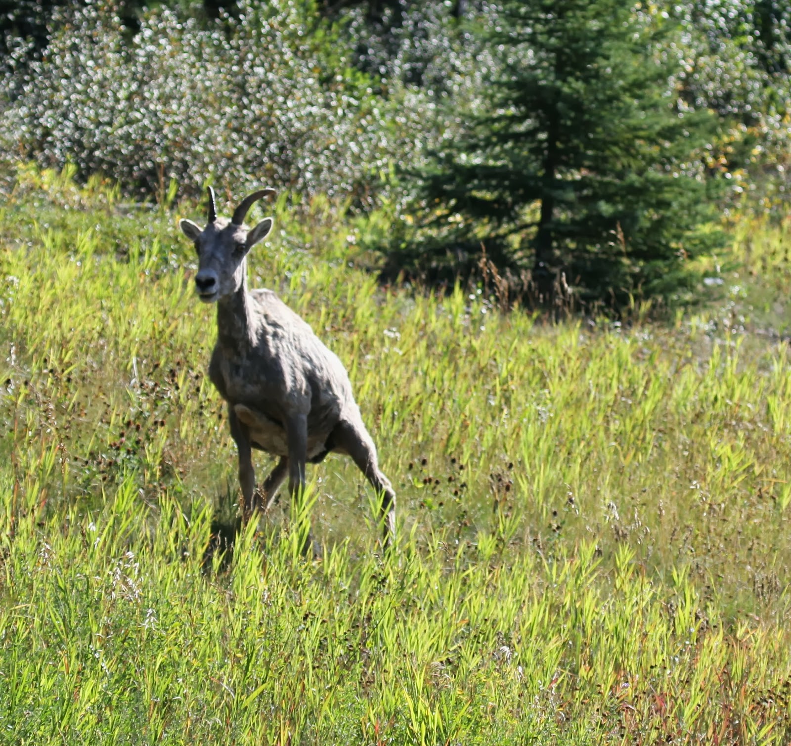 obliging-grizzly-goat