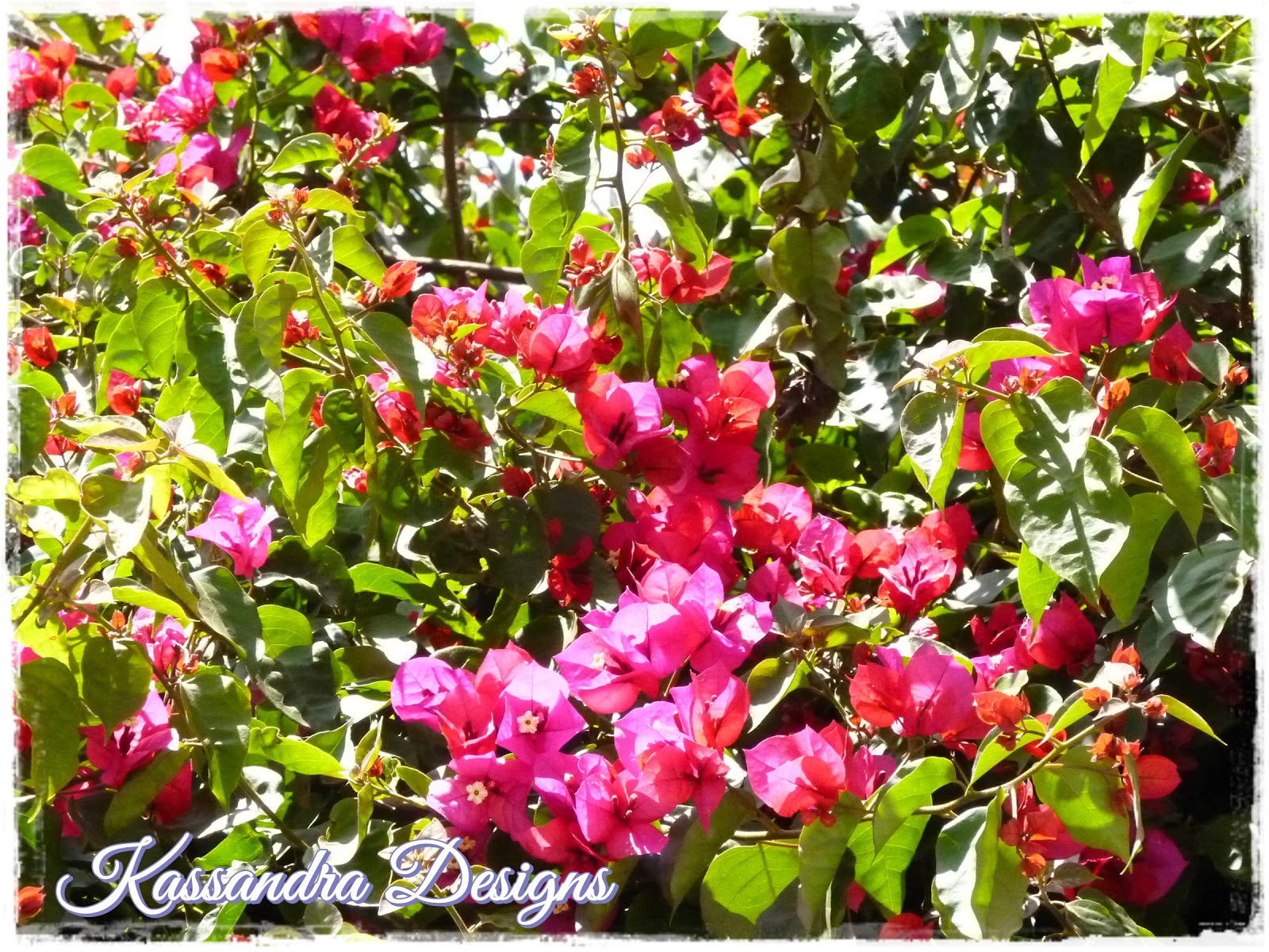 La buhardilla de Kassandra: El jardín de mi madre