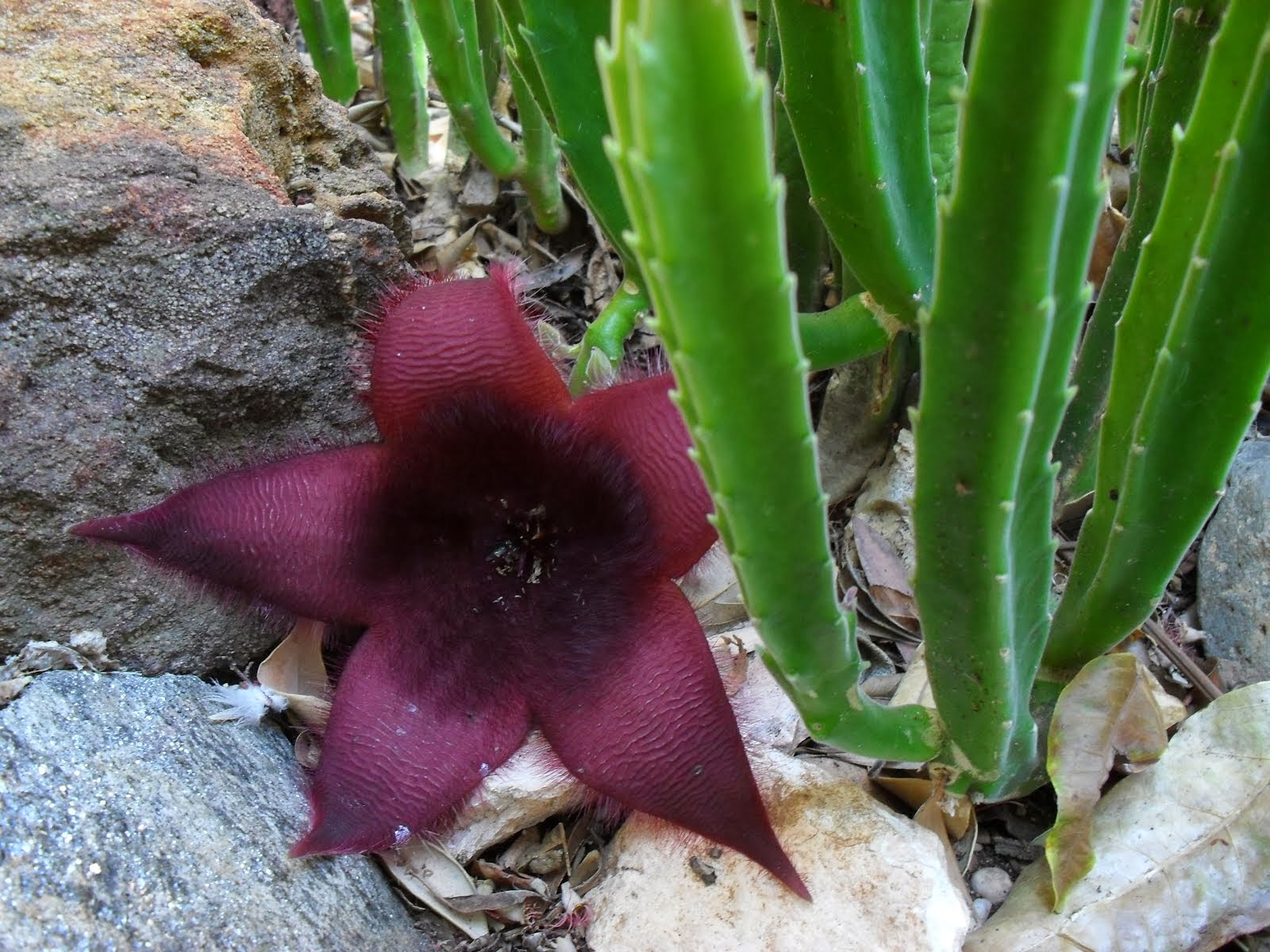 In my cacti garden