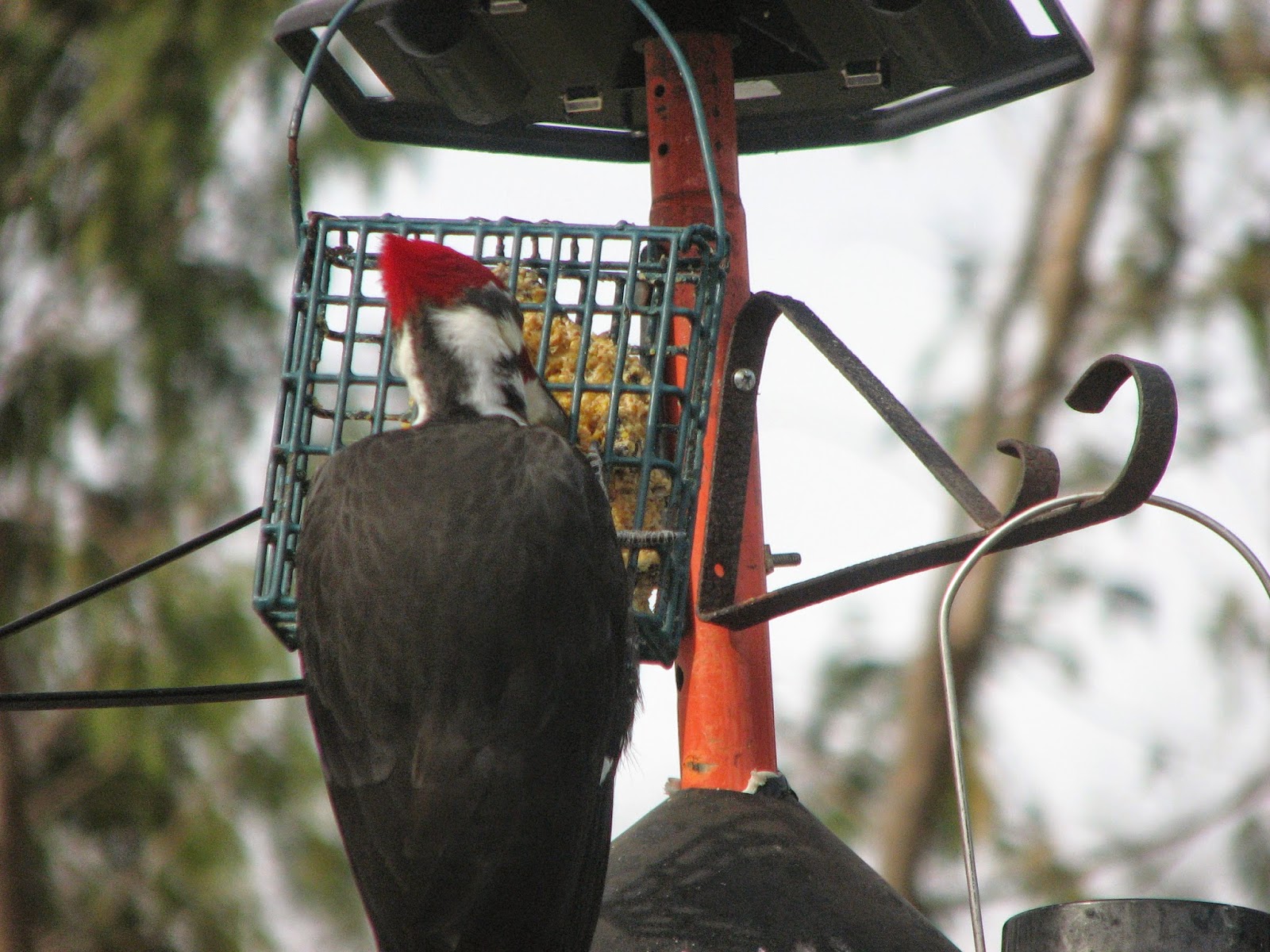 South Burlington birds Pileated Woodpecker photos South Burlington