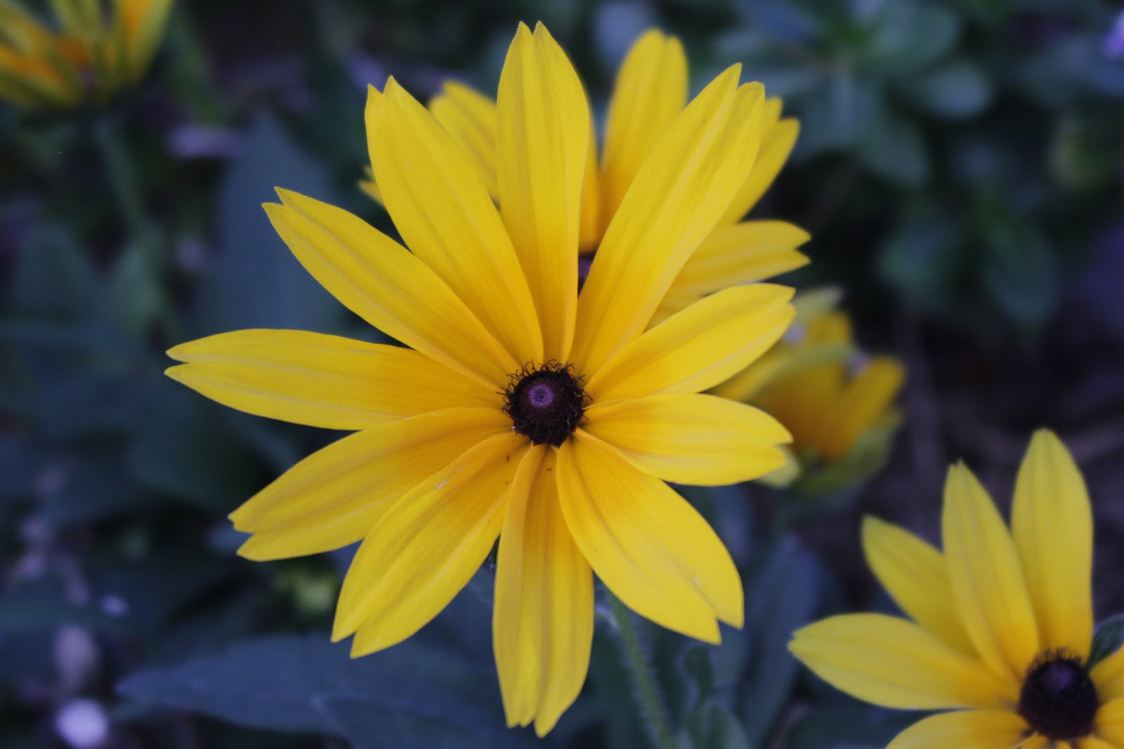 Desert Garden: Pretty flowers~Mellow Yellow Monday~100311
