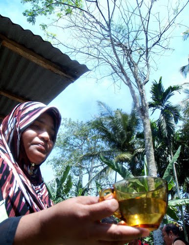 pokok petai menangis