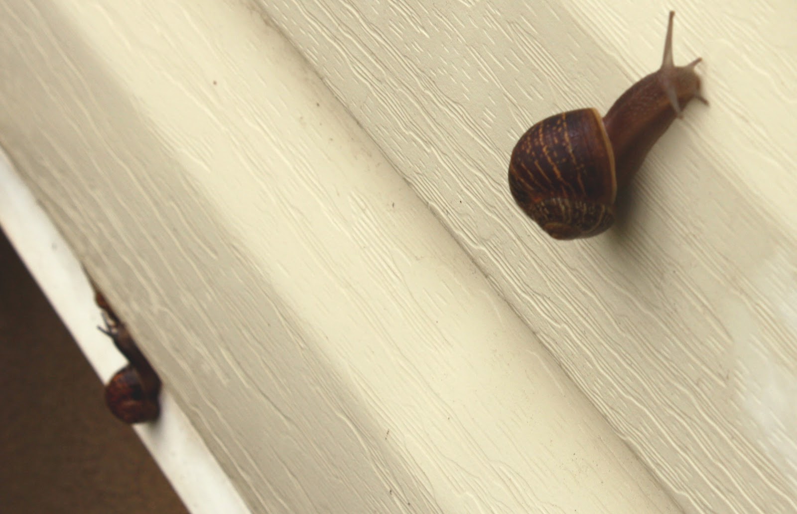 The Parsimonious Princess Tipsy Trap How I Used Beer to Get Rid of Snails