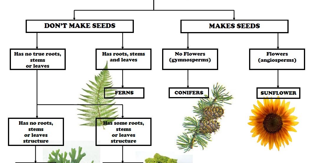 mrs remis 39 science blog 5th grade dichotomous keys how to make a classification chart