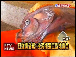地震魚