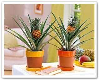 вырастить ананас в домашних условиях