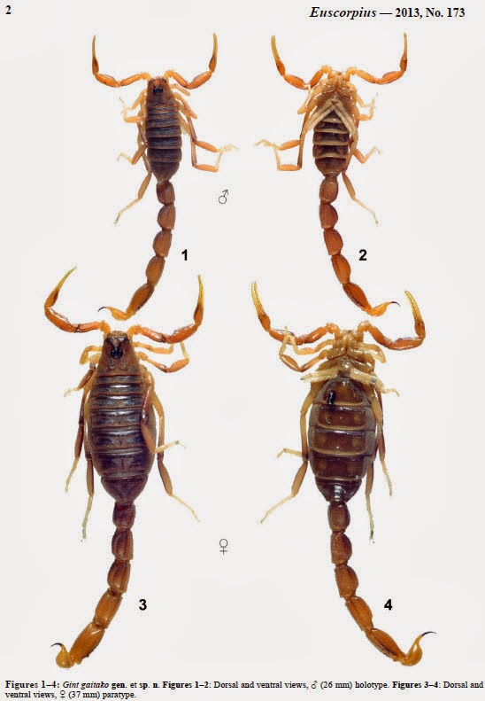 the scorpion files newsblog a new buthid genus and species from the