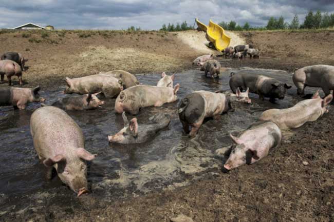 pigs+in+mud.jpg