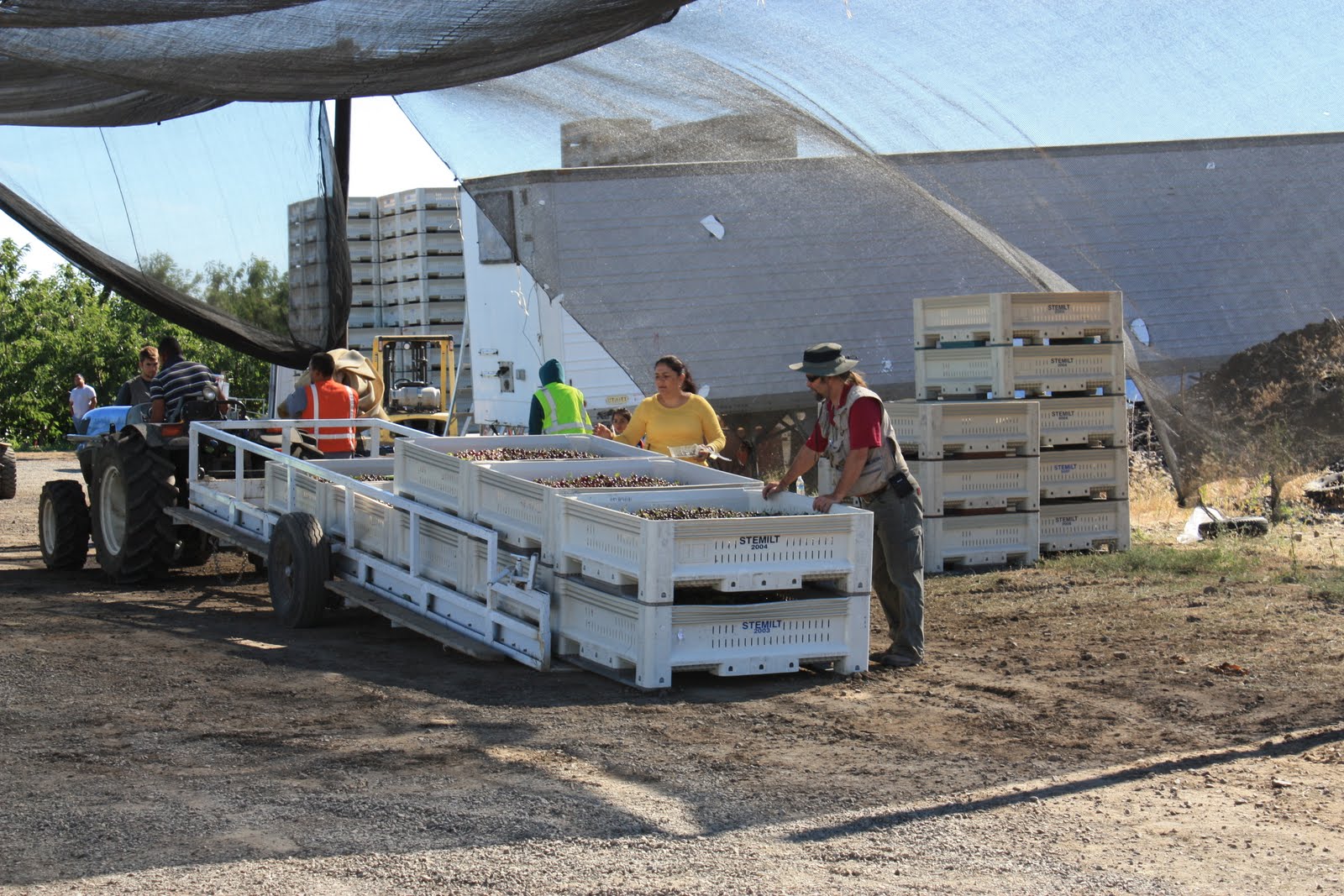 2 Fun Farming A new cherry harvest system