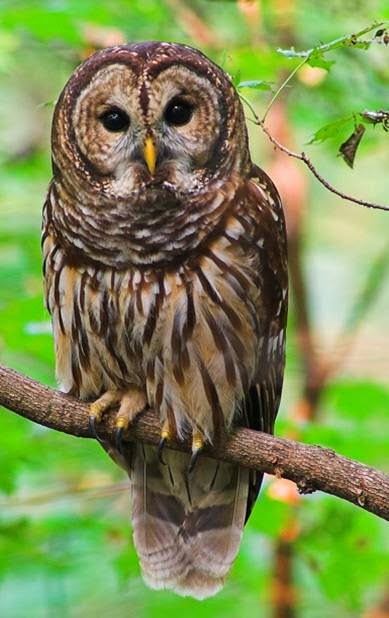 Otak Pintar Ciri Khusus Hewan Dan Fungsinya