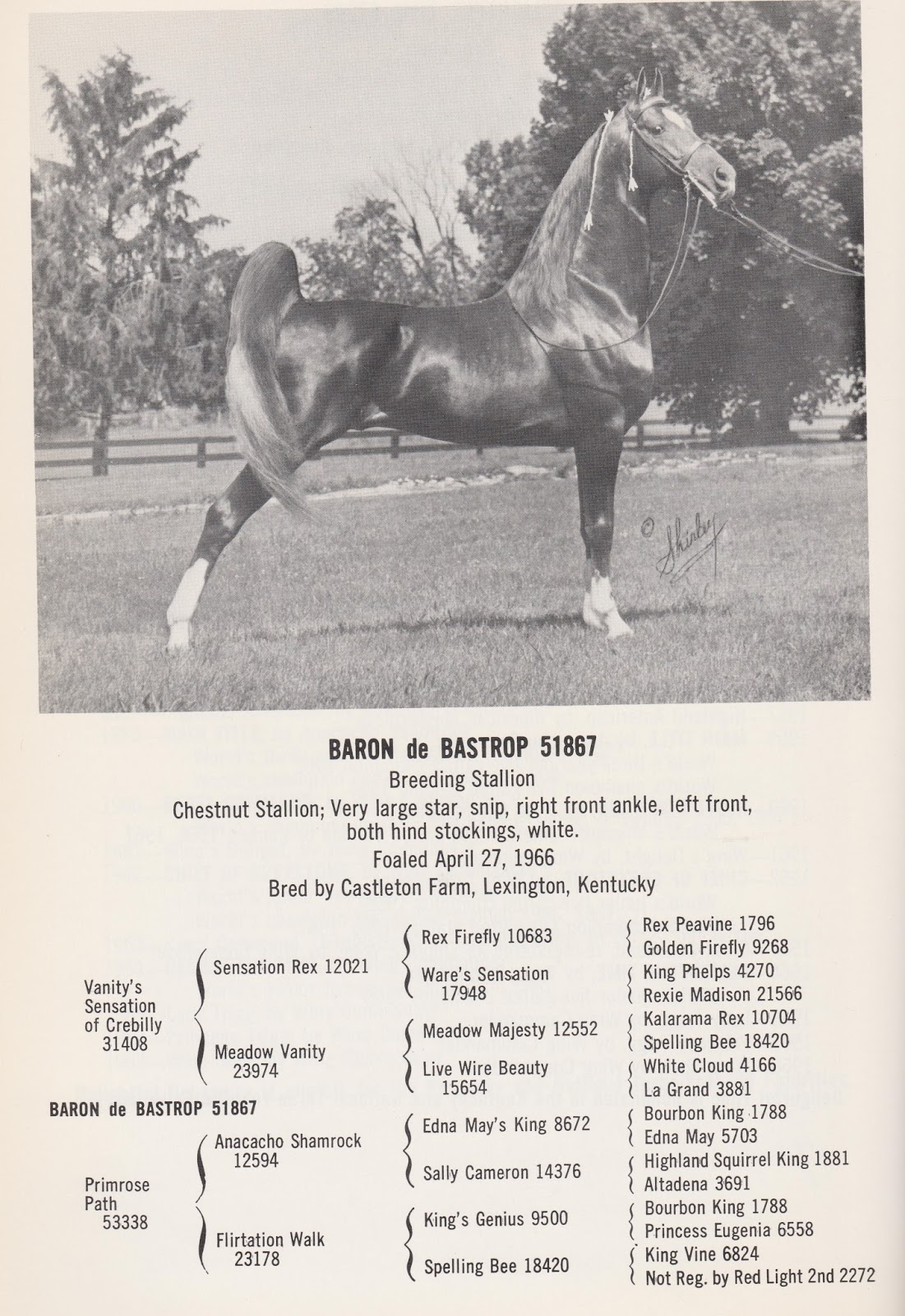 Image result for baron de bastrop horse