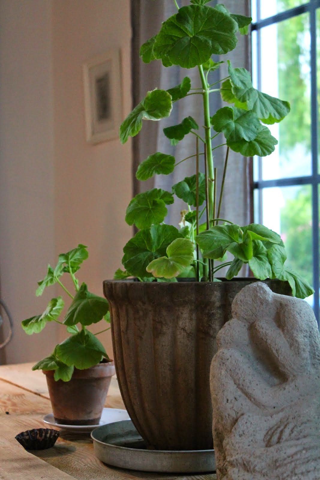 pelargonier...