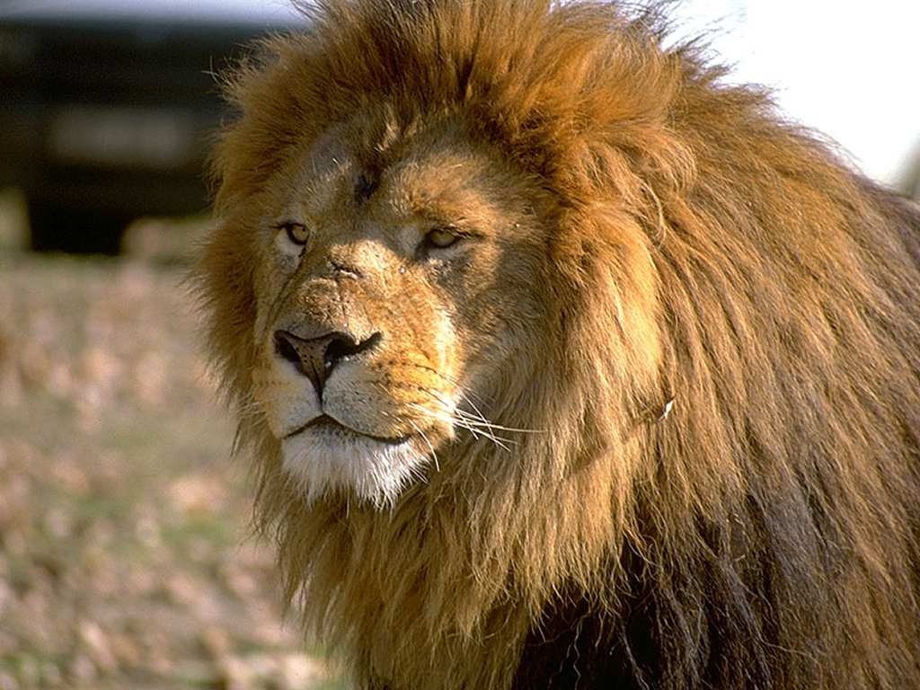 Lion Male Picture