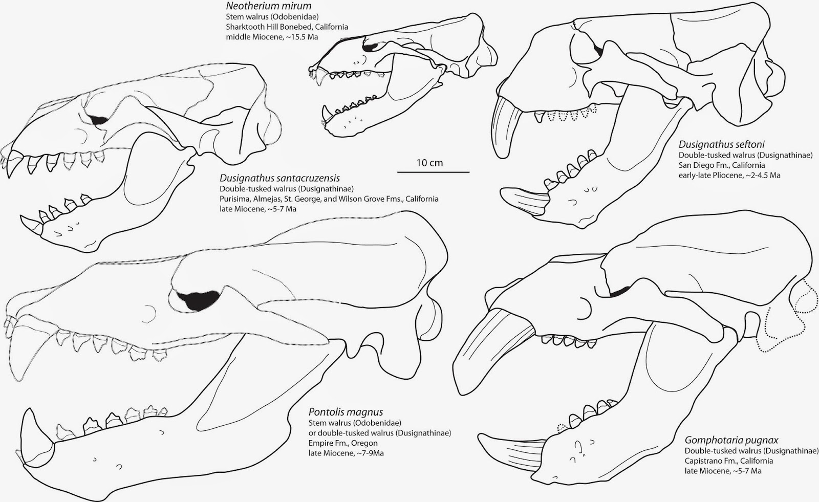 The Coastal Paleontologist, atlantic edition: The evolutionary history