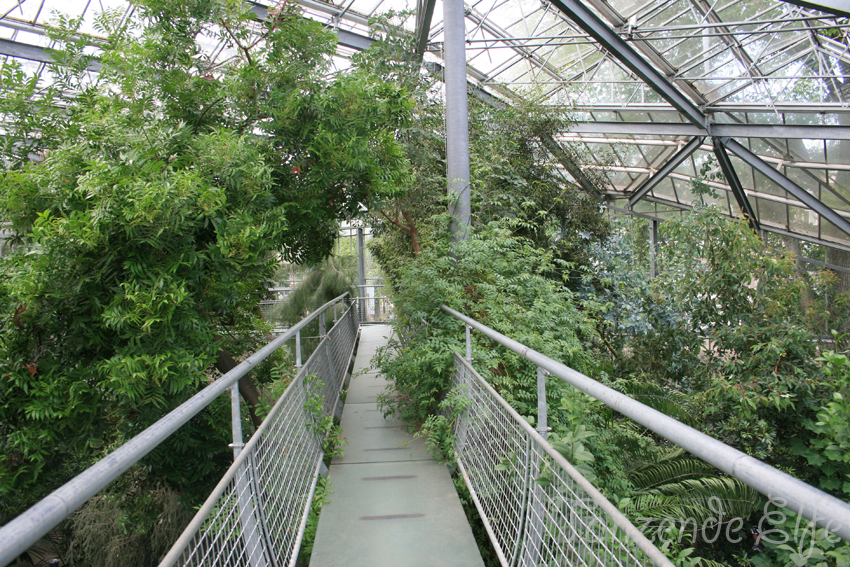 Tanzende Elfe Amsterdam No.2 Botanischer Garten
