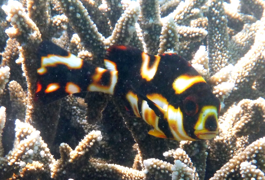 Juvenile Oriental Sweetlips
