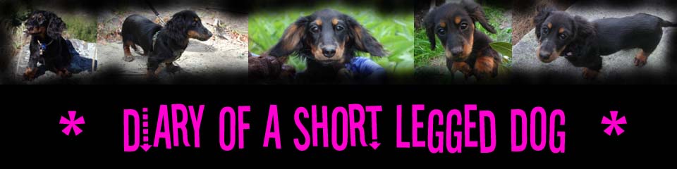 Diary of a Short Legged Dog