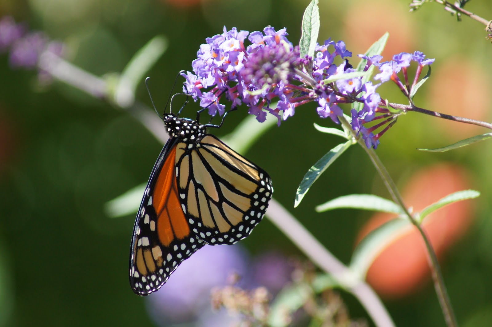 Things with Wings Massachusetts butterflies