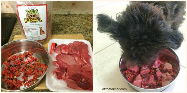 Oz the Terrier tries Dr. Harvey's Veg-to-Bowl premix with raw meat
