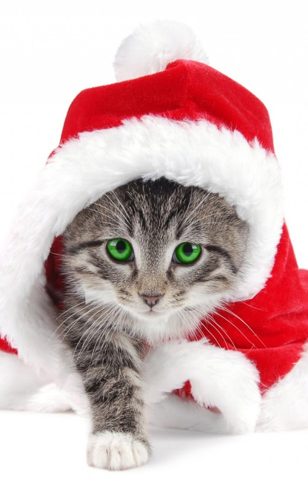 Christmas Grey Santa Claus Cat Android Wallpaper