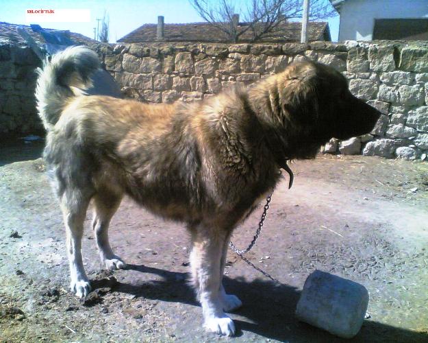 Kopek Resimleri Kopek Cinsleri Kars Coban Kopegi