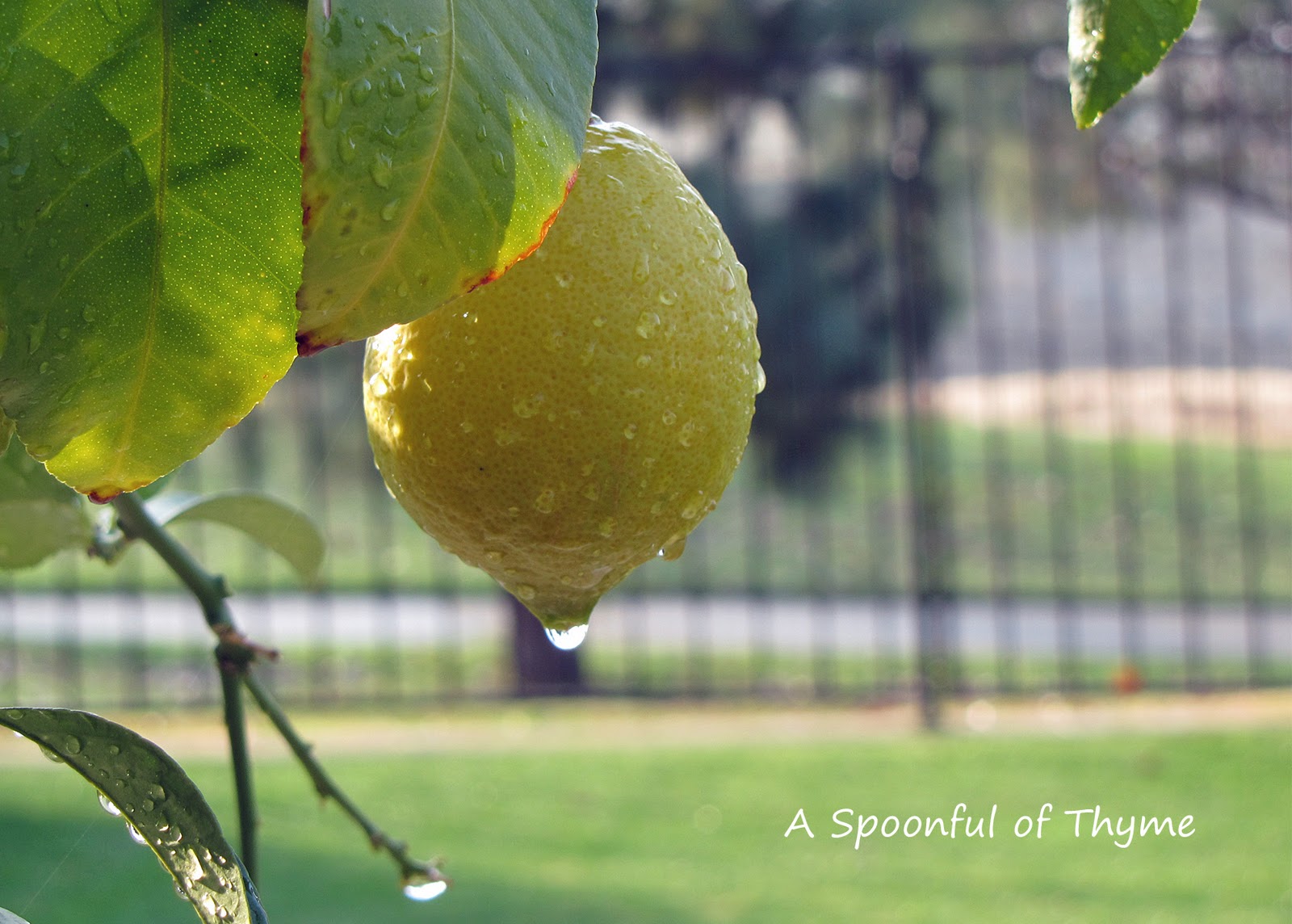 One Whole Lemon Equals A Tasty Treat!