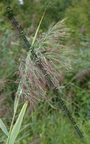 Roseau phragmite