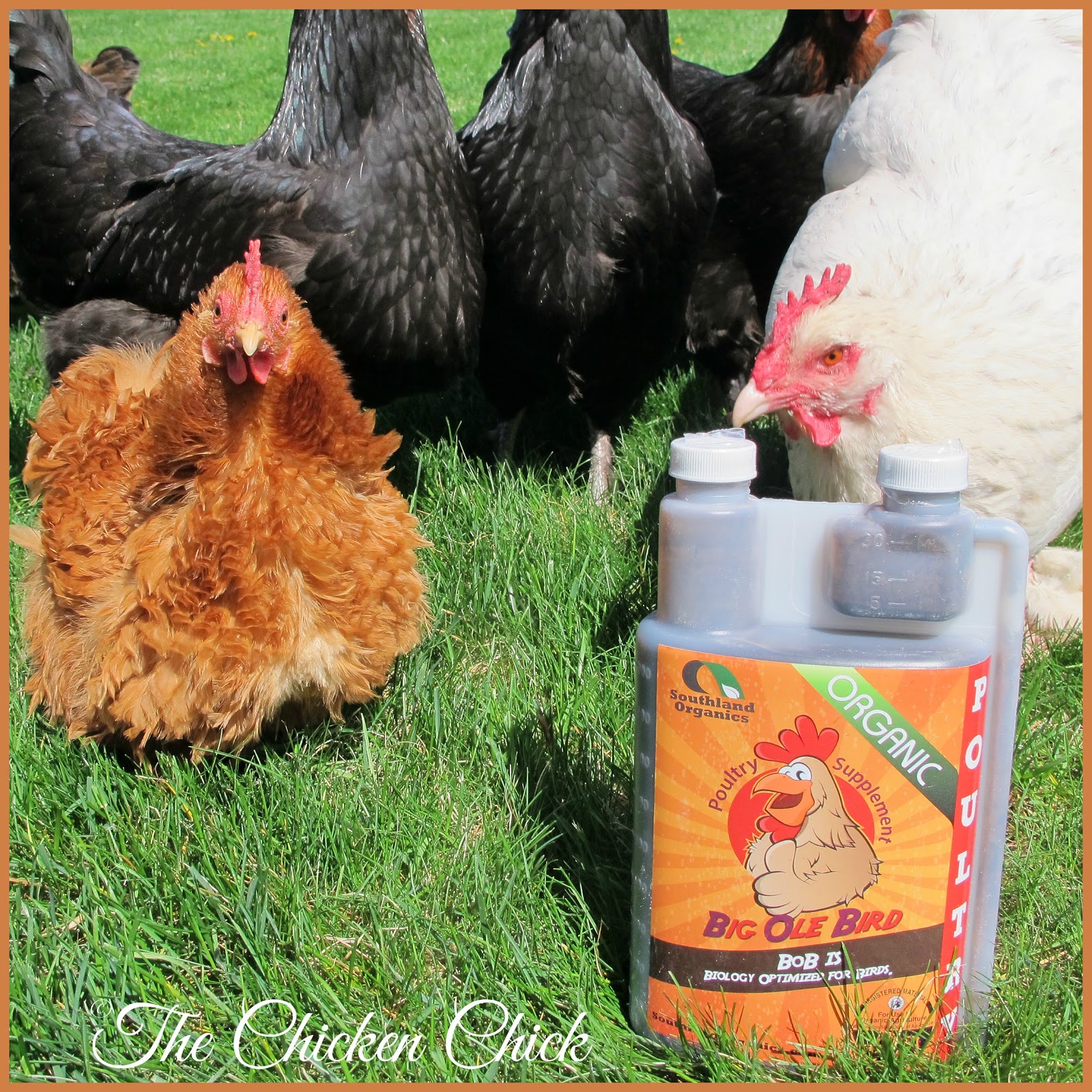 The Chicken Chick® Control & Treatment of Worms in Chickens