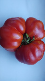 Tomate IMG_18072015_085645.jpg