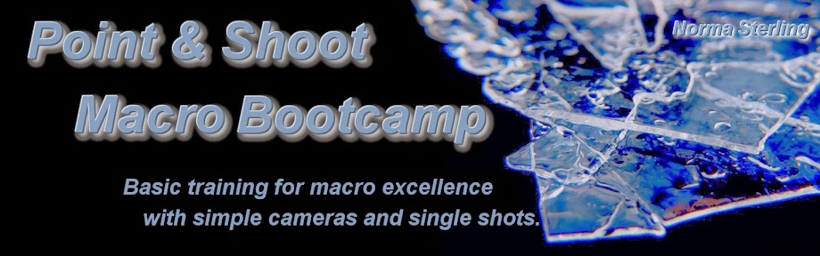 Point & Shoot Macro Bootcamp
