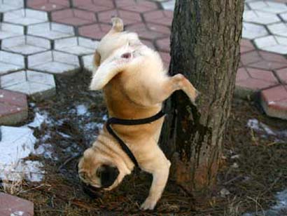 Image result for girl dog peeing on tree