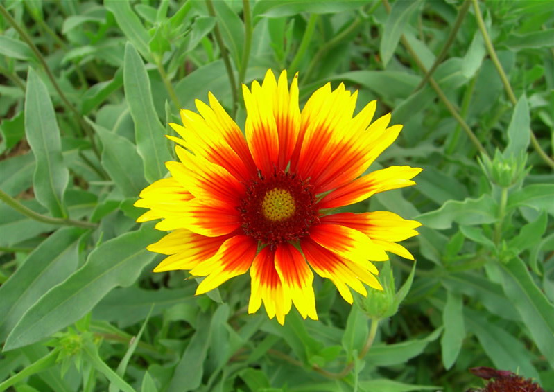Flower Picture Blanket Flower