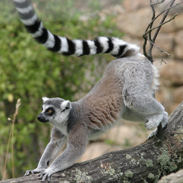 Ring-Tailed Cat