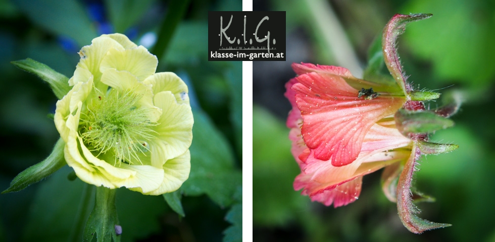 Storchschnabel Und Andere Stauden Page 1 Chan 31479082 Rssing Com