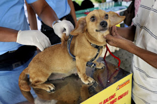 when should puppies get rabies animal literature september 2012 when should puppies get rabies animal literature september 2012