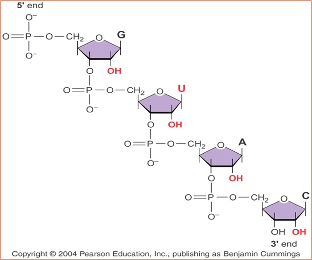 rna structure diagram my scientific research and articles rna structure rna structure diagram my scientific research and articles rna structure