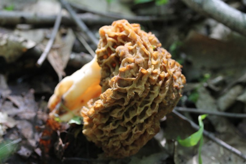 Vermont Wild Edibles Morels & Lobster Mushrooms found in Vt