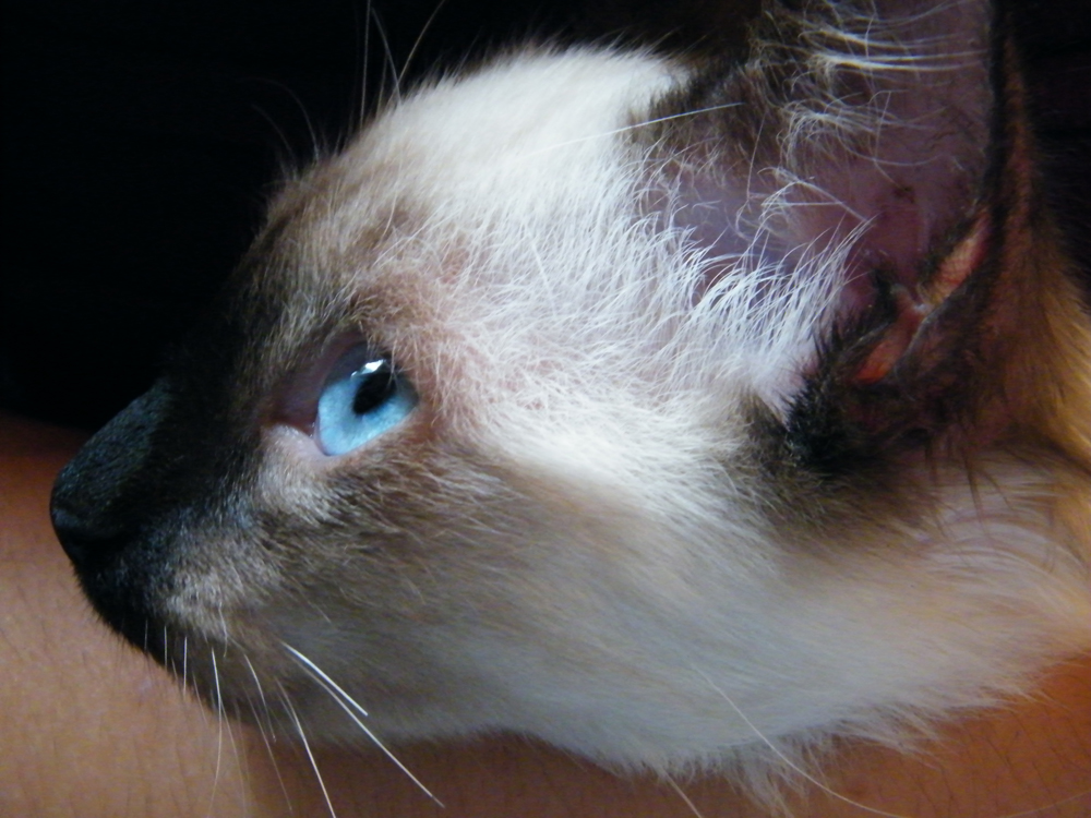 Introducing Lulu! Our new cat! A Little Bit of Everything