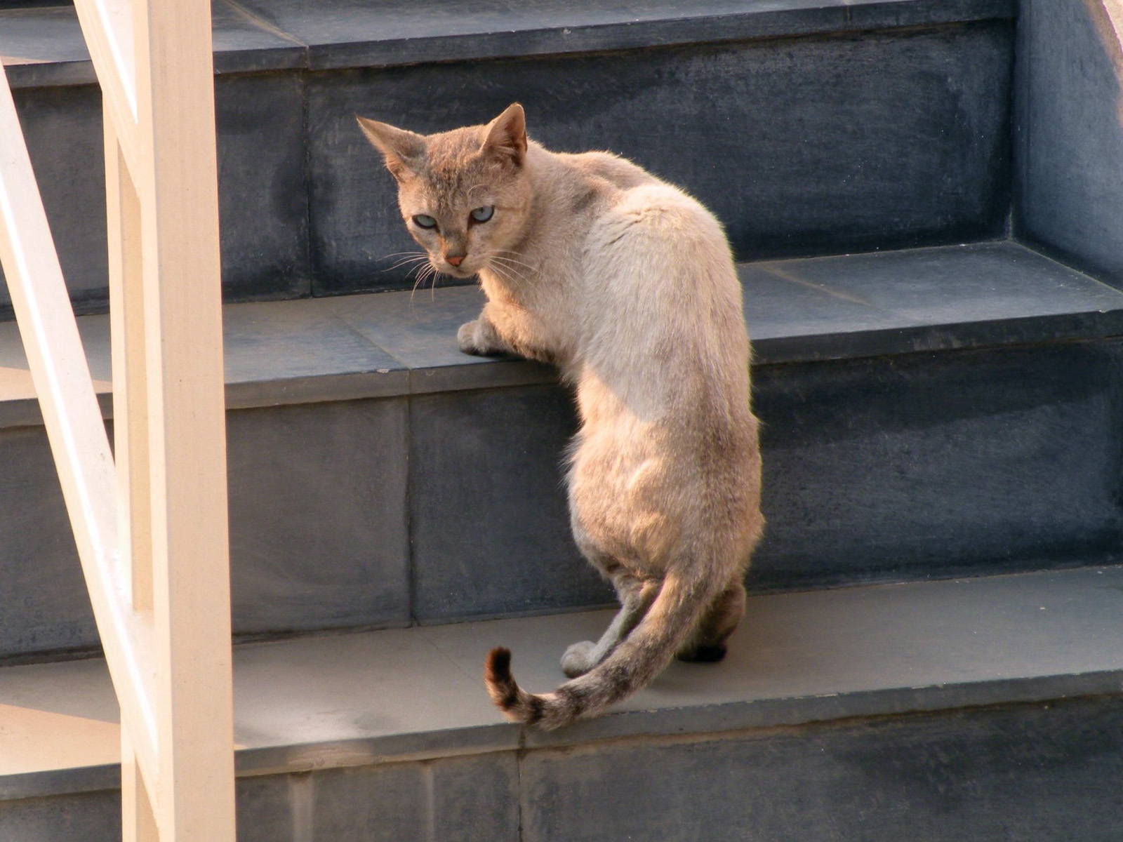 Namaste World Cats of Kathmandu