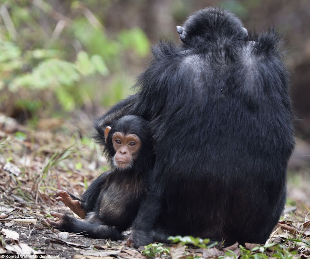 Baby chimp took his first steps, adorable baby chimp, baby chimp photos