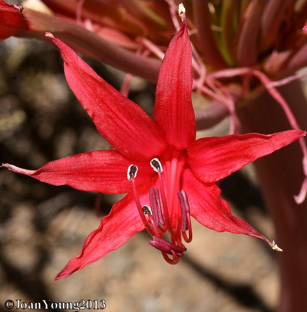 Natures World of Wonder Red Candelabra Flower (Brunsvigia grandiflora)