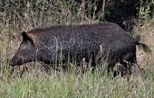 WILD PIG