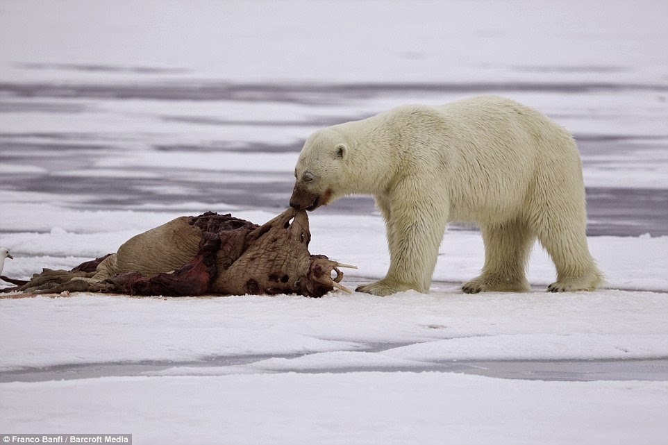 Deformutilation Polar Bear Kill