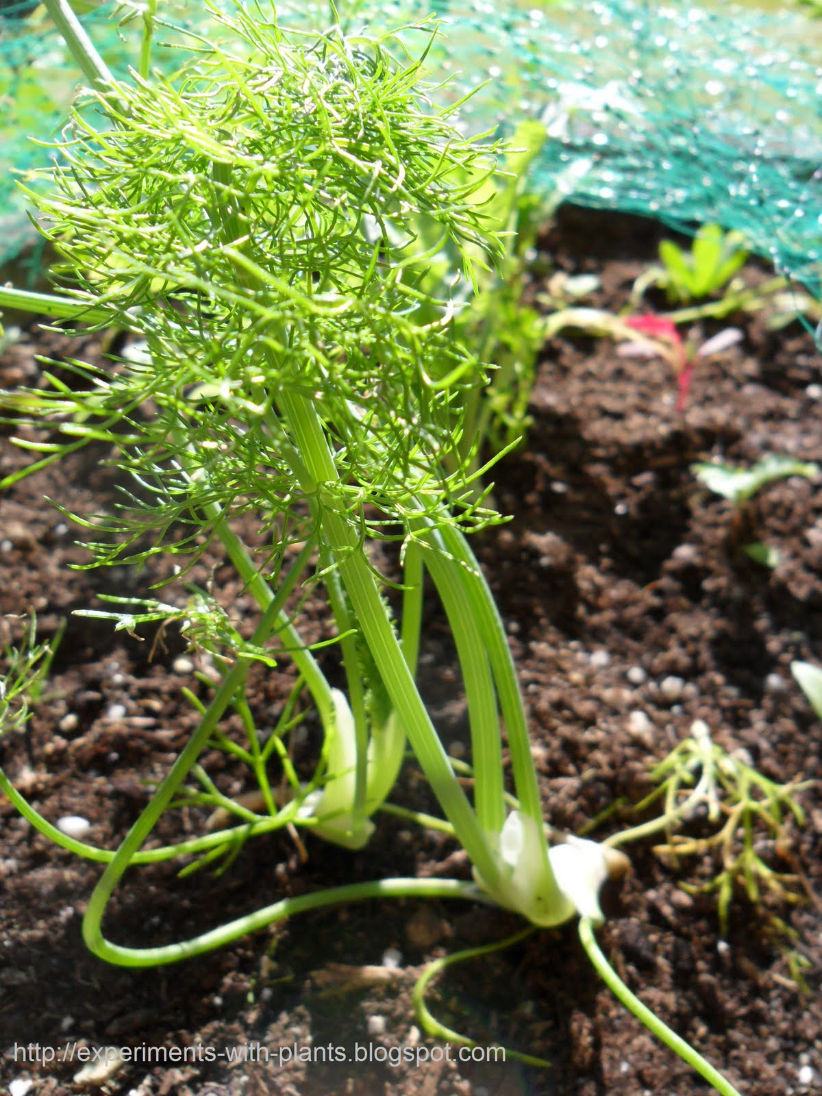 Experiments with Plants Fennel (11 DEC 2011)