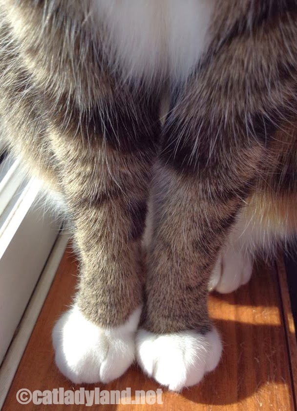 Catladyland Cats are Funny Cat Foot Specialist for Hire