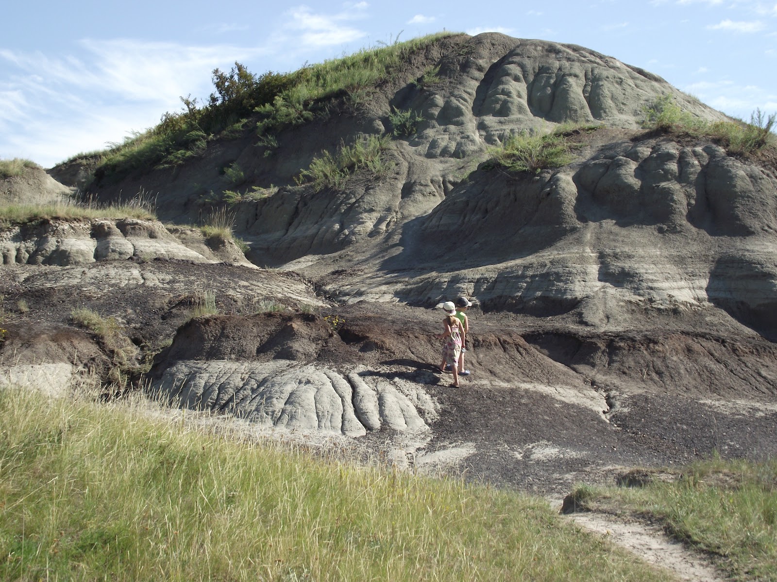 Daisies and Cinnamon Kleskun hill, Bezanson AB