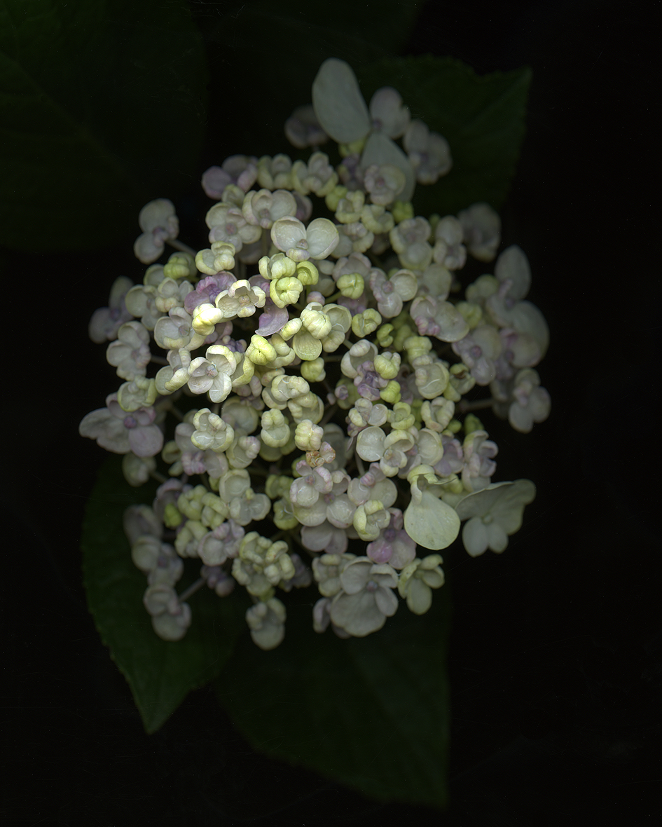 Random Acts Of Gardening