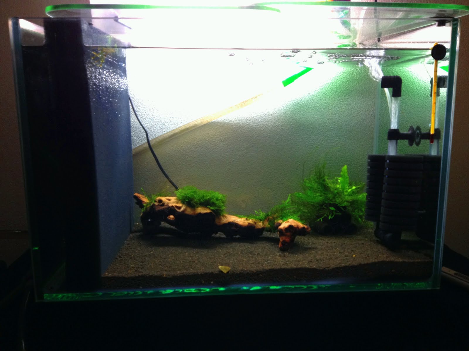 Emboli's Aquariums SHRIMP TANK New setup